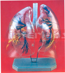 HUMAN LUNGS SHOWING BRONCHIAL TREE